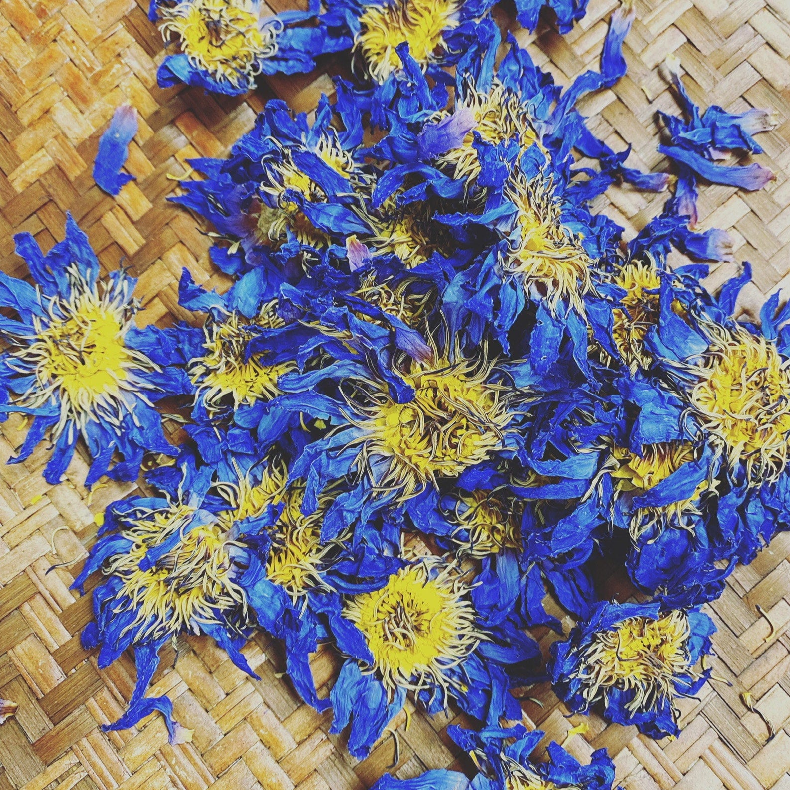 Blue Lotus Flower Whole